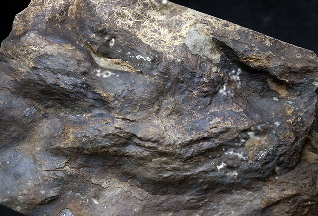 ２０センチ級、大きい！鋭い爪先がはっきりと残存した見事な獣脚類恐竜の足跡の化石、グラレーター（その9）