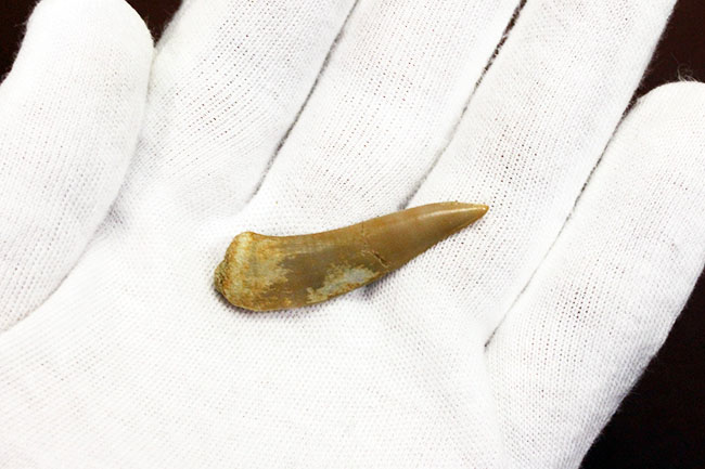 白亜紀末期に棲息していた牙のような歯を持った肉食魚エンコダス（Enchodus libyus）の歯化石。専用ケース付き。（その2）