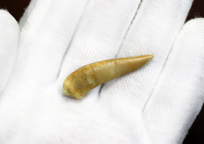 白亜紀末期に棲息していた牙のような歯を持った肉食魚エンコダス（Enchodus libyus）の歯化石。専用ケース付き。（その3）