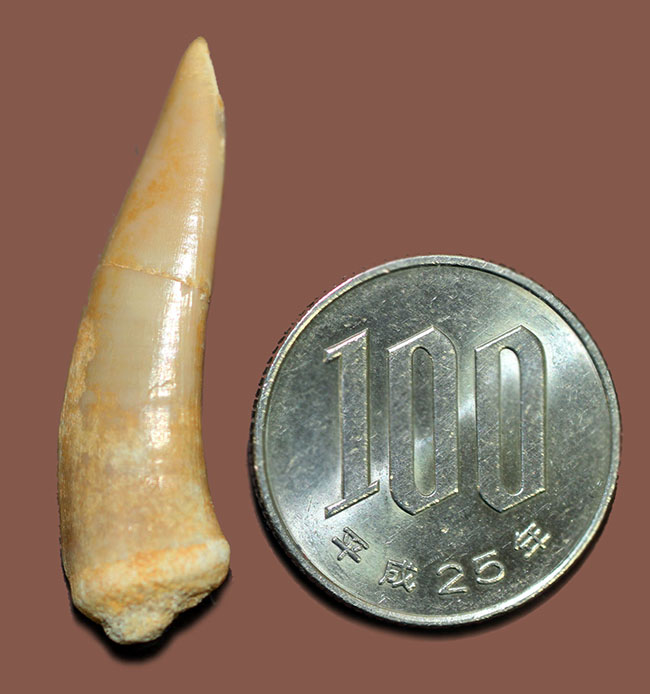 白亜紀末期に棲息していた牙のような歯を持った肉食魚エンコダス（Enchodus libyus）の歯化石。専用ケース付き。（その6）