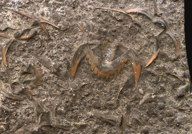 三葉虫コレクター必見!「バットマンマーク」で知られるブラックウェルデリア(Blackwelderia sinensis)の群集化石(その1)