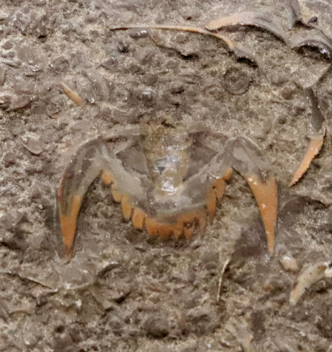 三葉虫コレクター必見!「バットマンマーク」で知られるブラックウェルデリア(Blackwelderia sinensis)の群集化石(その3)