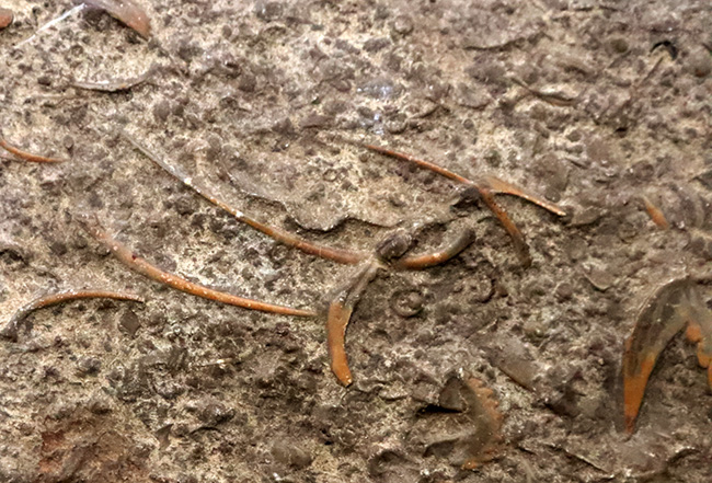 三葉虫コレクター必見!「バットマンマーク」で知られるブラックウェルデリア(Blackwelderia sinensis)の群集化石(その4)