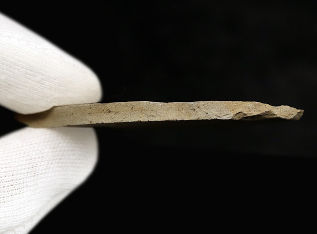 ジェホール生物群ならでの、極めて良好な保存状態!中国遼寧省産白亜紀前期の羽虫の化石(その8)