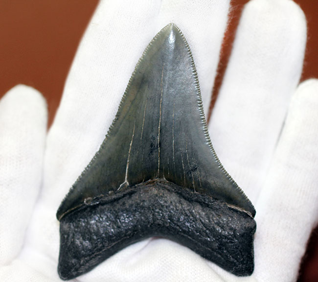 極めて保存状態の高い！光沢が眩い！メガロドン（Carcharodon megalodon）の歯化石（その12）