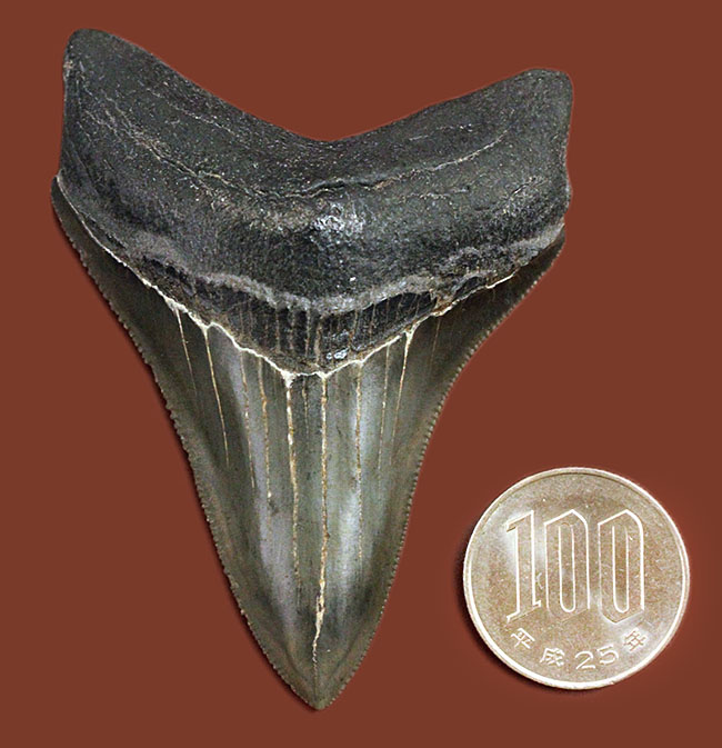極めて保存状態の高い！光沢が眩い！メガロドン（Carcharodon megalodon）の歯化石（その15）