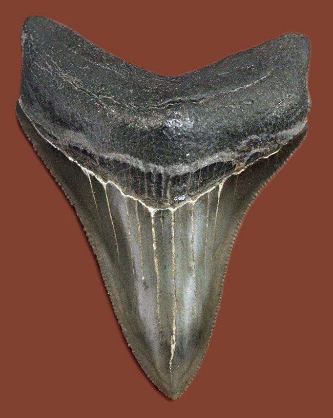 極めて保存状態の高い！光沢が眩い！メガロドン（Carcharodon megalodon）の歯化石（その2）