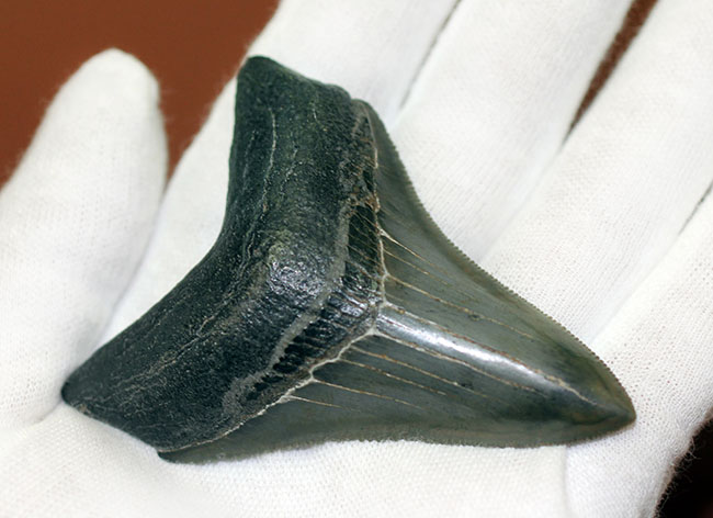 極めて保存状態の高い！光沢が眩い！メガロドン（Carcharodon megalodon）の歯化石（その4）