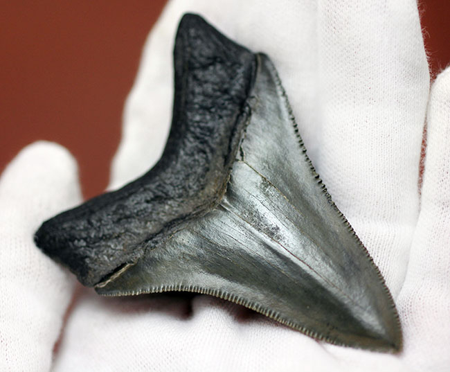 極めて保存状態の高い！光沢が眩い！メガロドン（Carcharodon megalodon）の歯化石（その5）