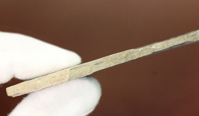 白亜紀前期の昆虫化石。翅脈まで見える!(その7)