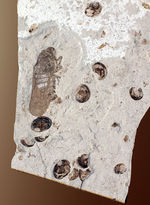 白亜紀前期の昆虫化石。翅脈まで見える！