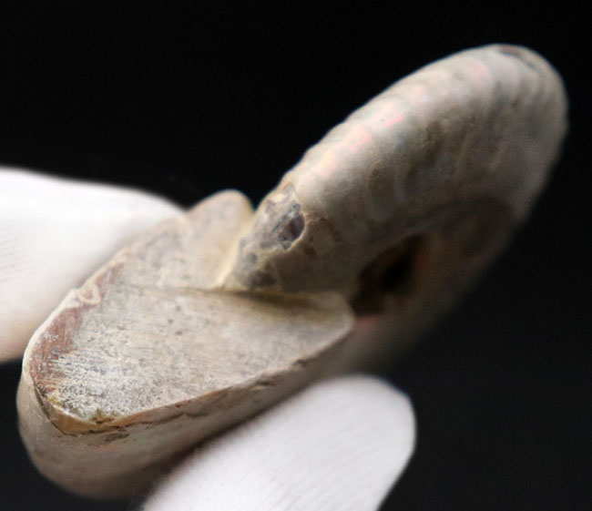 七色に光る!広範囲に遊色層が保存された上質のアンモナイト、クレオニラス(Cleoniceras)の化石。(その6)