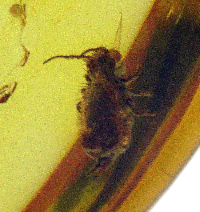 珍しい!トビムシ目の虫を内包した透明度の高いバルト海産琥珀(Amber)(その1)