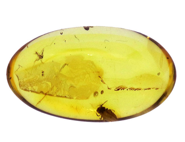 珍しい！トビムシ目の虫を内包した透明度の高いバルト海産琥珀（Amber）（その2）