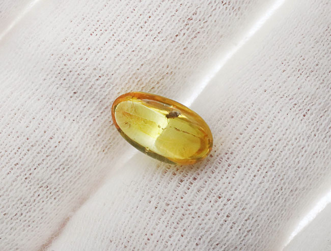 珍しい！トビムシ目の虫を内包した透明度の高いバルト海産琥珀（Amber）（その3）