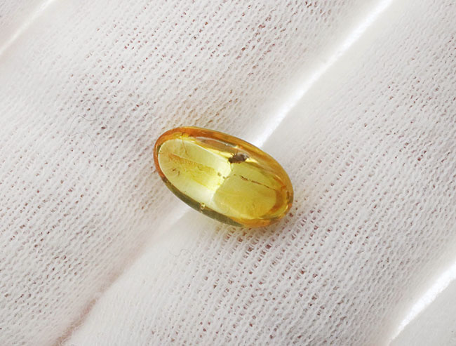 珍しい!トビムシ目の虫を内包した透明度の高いバルト海産琥珀(Amber)(その3)