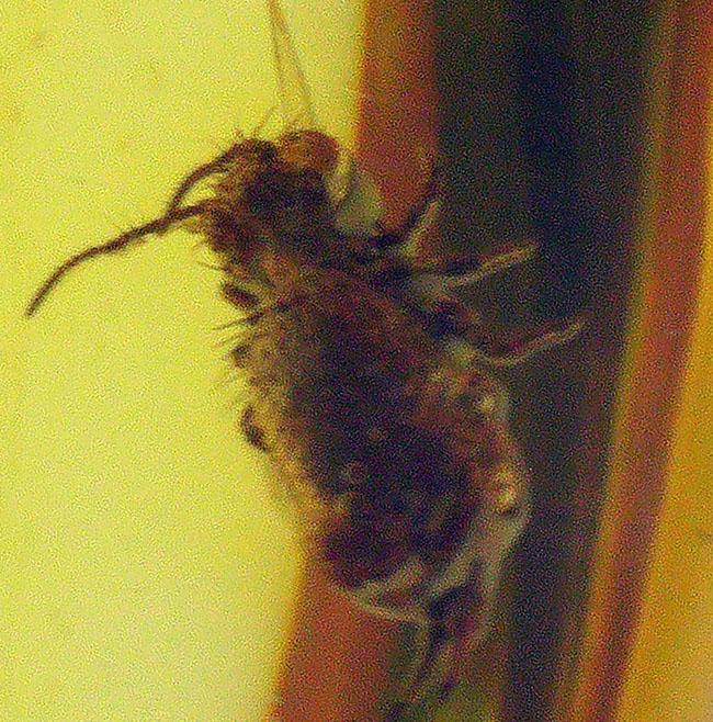 珍しい!トビムシ目の虫を内包した透明度の高いバルト海産琥珀(Amber)(その4)