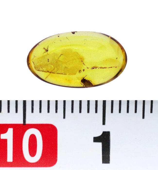 珍しい!トビムシ目の虫を内包した透明度の高いバルト海産琥珀(Amber)(その5)