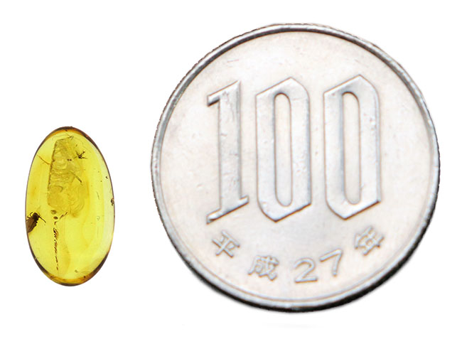 珍しい！トビムシ目の虫を内包した透明度の高いバルト海産琥珀（Amber）（その6）