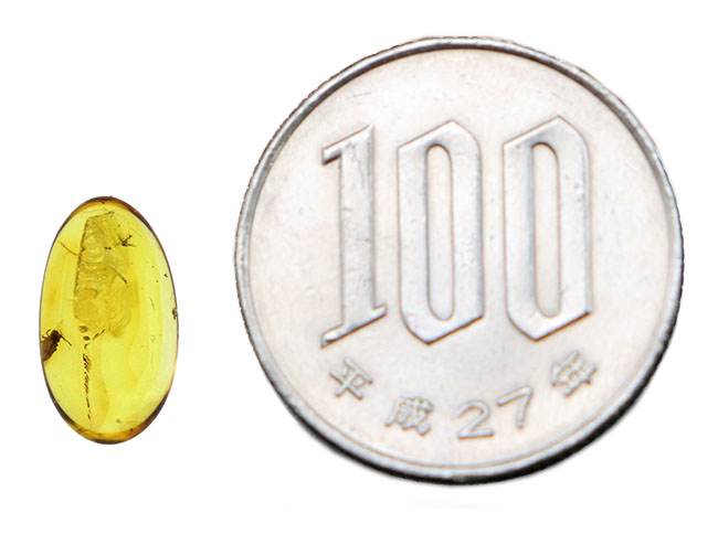 珍しい!トビムシ目の虫を内包した透明度の高いバルト海産琥珀(Amber)(その6)