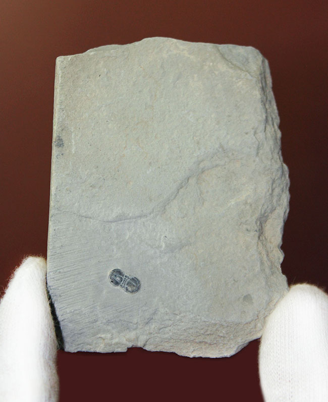 三葉虫らしくない三葉虫、ペロノプシス（Peronopsis sp.）の良質化石（その1）