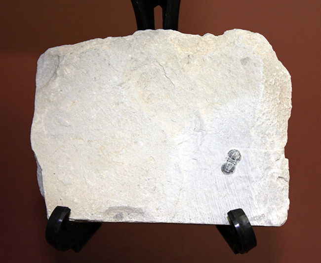三葉虫らしくない三葉虫、ペロノプシス（Peronopsis sp.）の良質化石（その2）