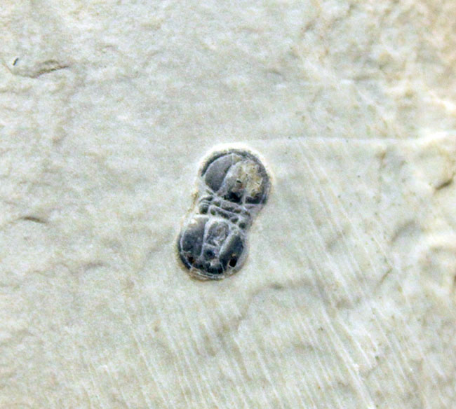 三葉虫らしくない三葉虫、ペロノプシス（Peronopsis sp.）の良質化石（その3）