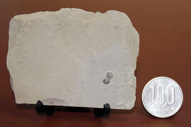 三葉虫らしくない三葉虫、ペロノプシス（Peronopsis sp.）の良質化石（その6）