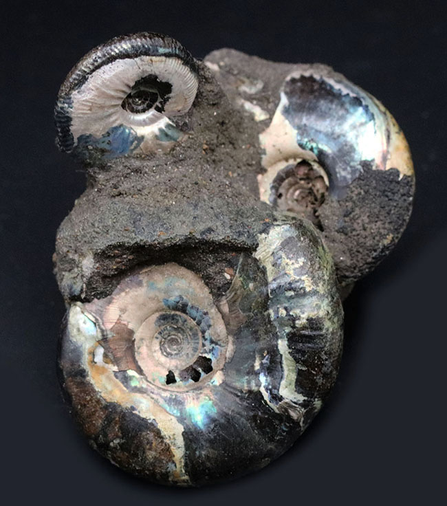 非常に美しいブルー系の遊色を呈する、ジュラ紀のロシアンアンモナイトの群集化石（Ammonite）（その1）