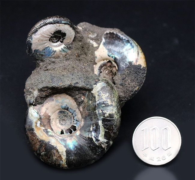 非常に美しいブルー系の遊色を呈する、ジュラ紀のロシアンアンモナイトの群集化石（Ammonite）（その10）