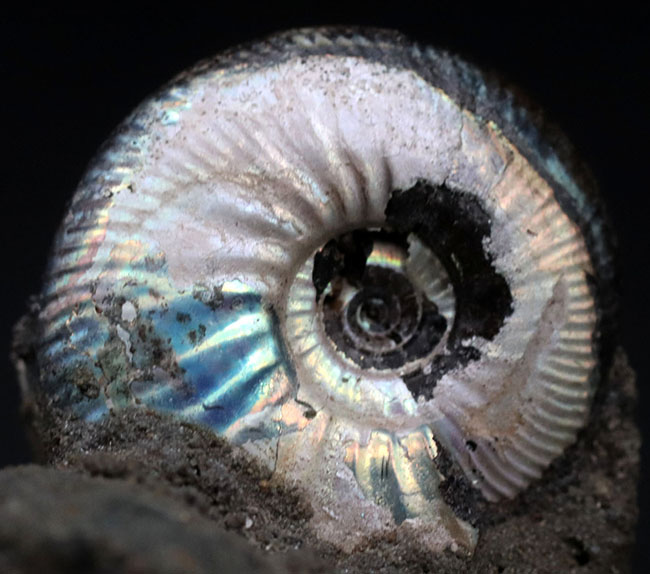 非常に美しいブルー系の遊色を呈する、ジュラ紀のロシアンアンモナイトの群集化石（Ammonite）（その2）