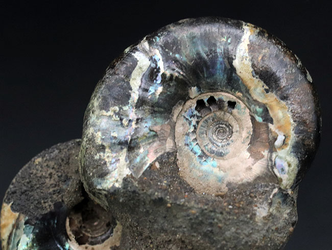 非常に美しいブルー系の遊色を呈する、ジュラ紀のロシアンアンモナイトの群集化石（Ammonite）（その3）