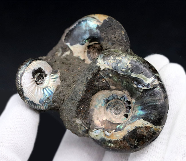 非常に美しいブルー系の遊色を呈する、ジュラ紀のロシアンアンモナイトの群集化石（Ammonite）（その4）