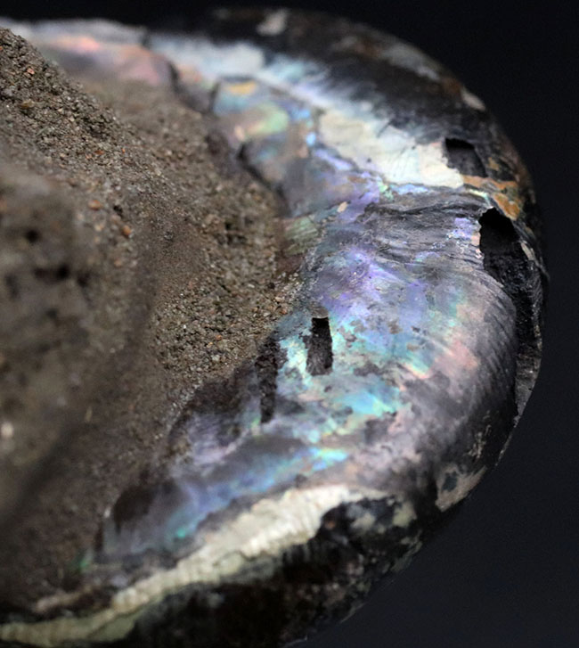 非常に美しいブルー系の遊色を呈する、ジュラ紀のロシアンアンモナイトの群集化石（Ammonite）（その6）