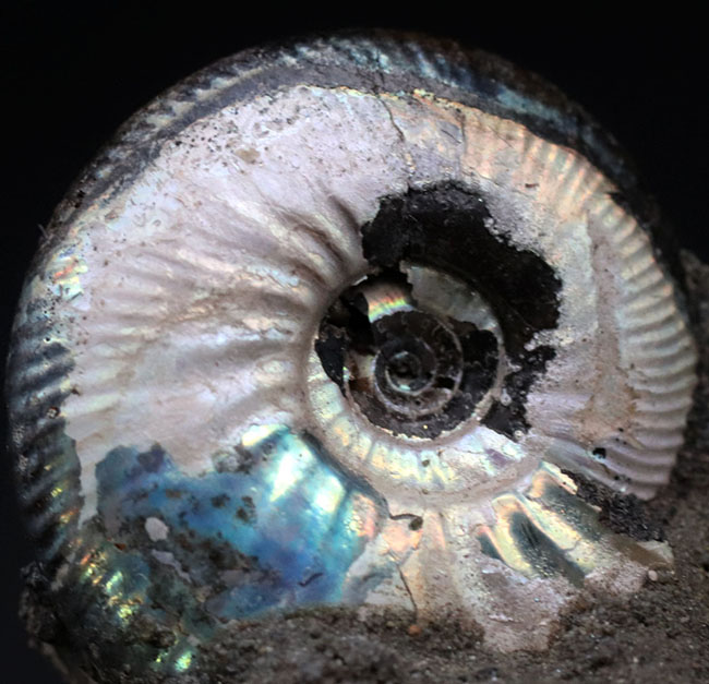 非常に美しいブルー系の遊色を呈する、ジュラ紀のロシアンアンモナイトの群集化石（Ammonite）（その8）