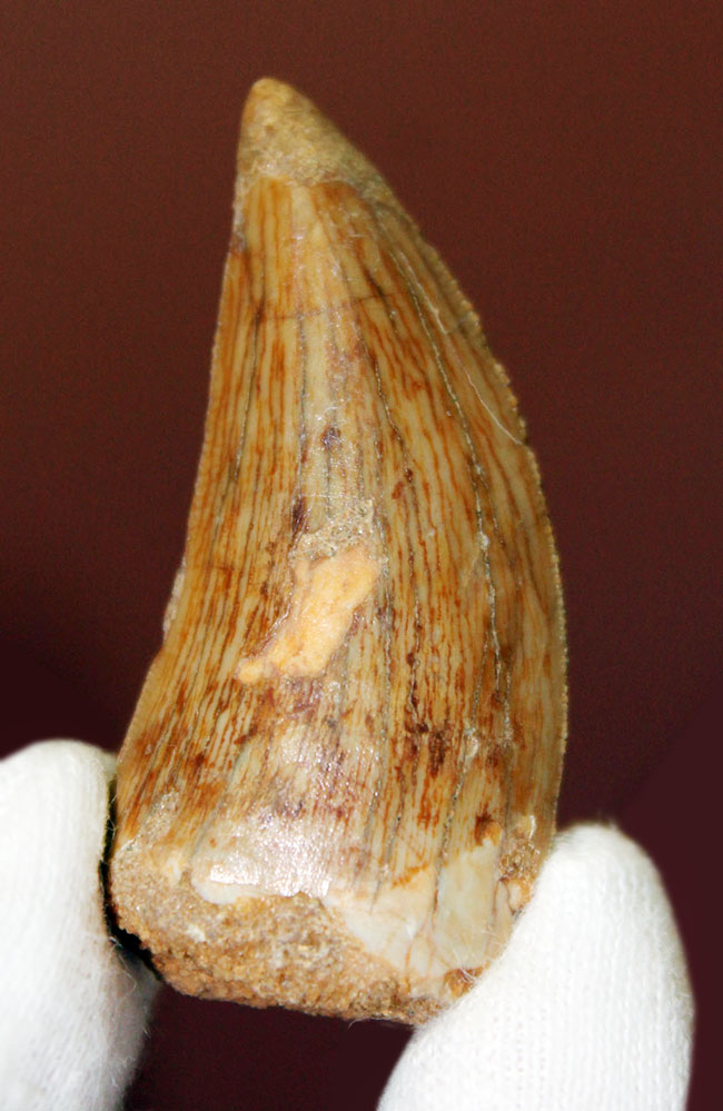 カルカロドントサウルス　歯化石　39g セレーションあり　恐竜　歯　化石 楽天市場】【送料無料】【カルカロドントサウルス/歯/化石/恐竜