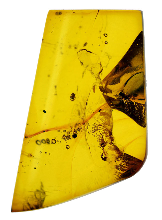 数千万年前のクモを内包したバルト海産の琥珀（専用ケース付き）。透明度の高いレモンイエローの基質にもご注目！（その1）