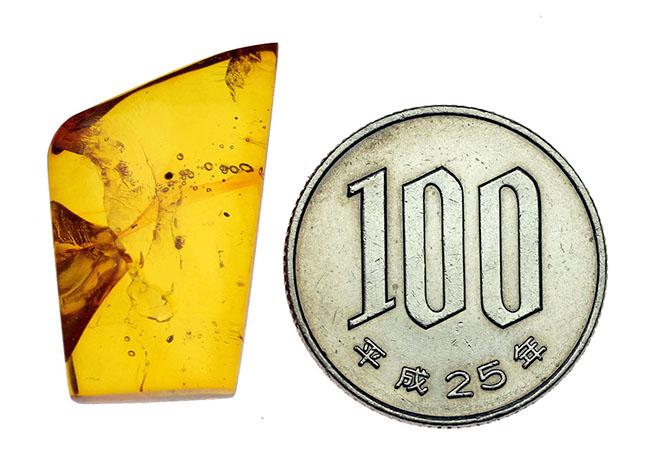 数千万年前のクモを内包したバルト海産の琥珀(専用ケース付き)。透明度の高いレモンイエローの基質にもご注目!(その10)