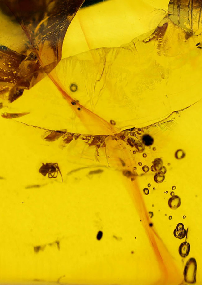 数千万年前のクモを内包したバルト海産の琥珀（専用ケース付き）。透明度の高いレモンイエローの基質にもご注目！（その3）