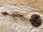ベリーレア！オールドコレクション！超ミニなドラゴン、ヒファロサウルスの幼体（あるいはベイビー）の化石