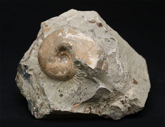 頭足類の最終進化系の一つ、北海道産のテトラゴニテス(Tetragonites glabrus)の化石(その1)