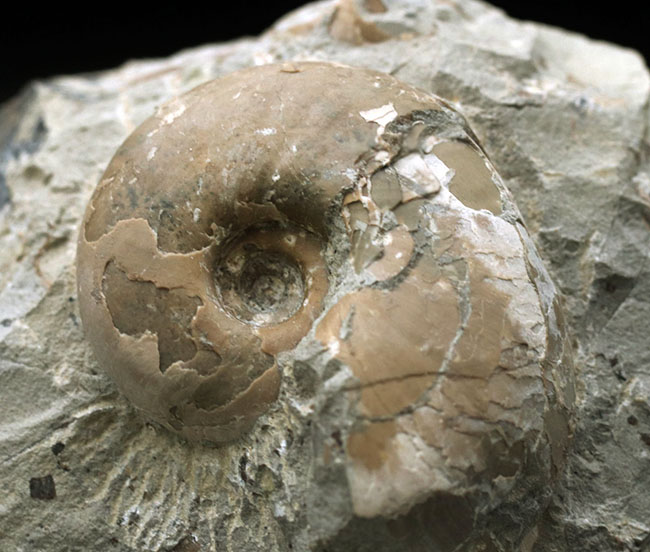 頭足類の最終進化系の一つ、北海道産のテトラゴニテス（Tetragonites glabrus）の化石（その2）