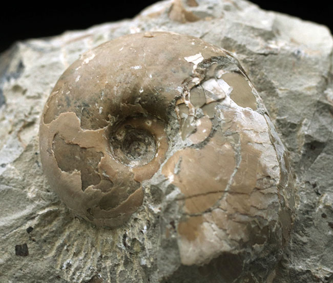 頭足類の最終進化系の一つ、北海道産のテトラゴニテス(Tetragonites glabrus)の化石(その2)