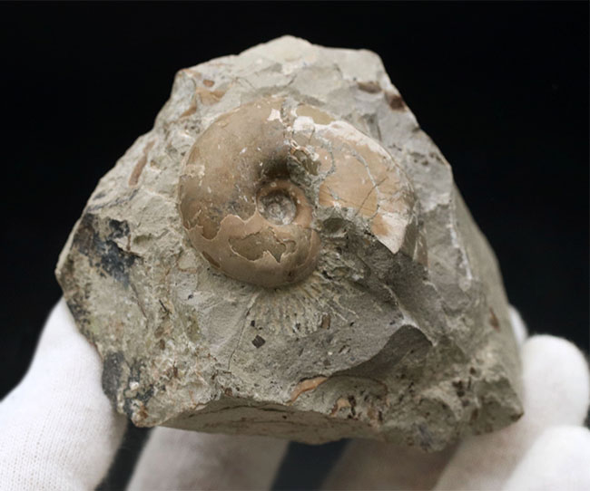 頭足類の最終進化系の一つ、北海道産のテトラゴニテス（Tetragonites glabrus）の化石（その3）