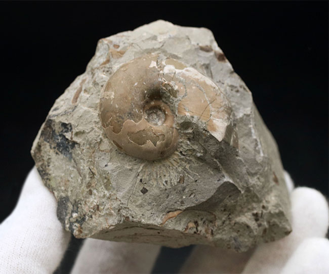 頭足類の最終進化系の一つ、北海道産のテトラゴニテス(Tetragonites glabrus)の化石(その3)