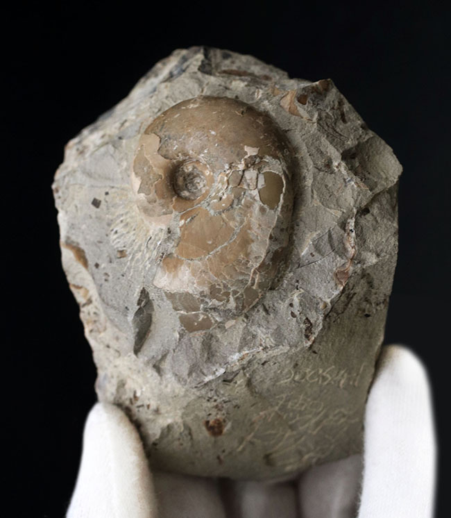 頭足類の最終進化系の一つ、北海道産のテトラゴニテス（Tetragonites glabrus）の化石（その4）