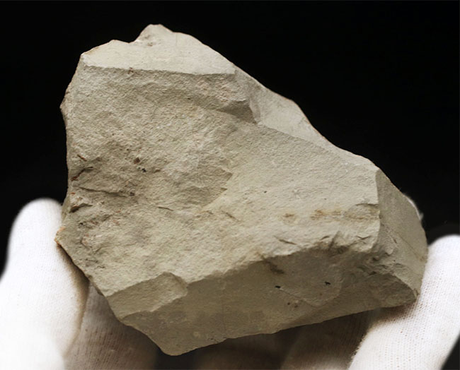 頭足類の最終進化系の一つ、北海道産のテトラゴニテス(Tetragonites glabrus)の化石(その5)