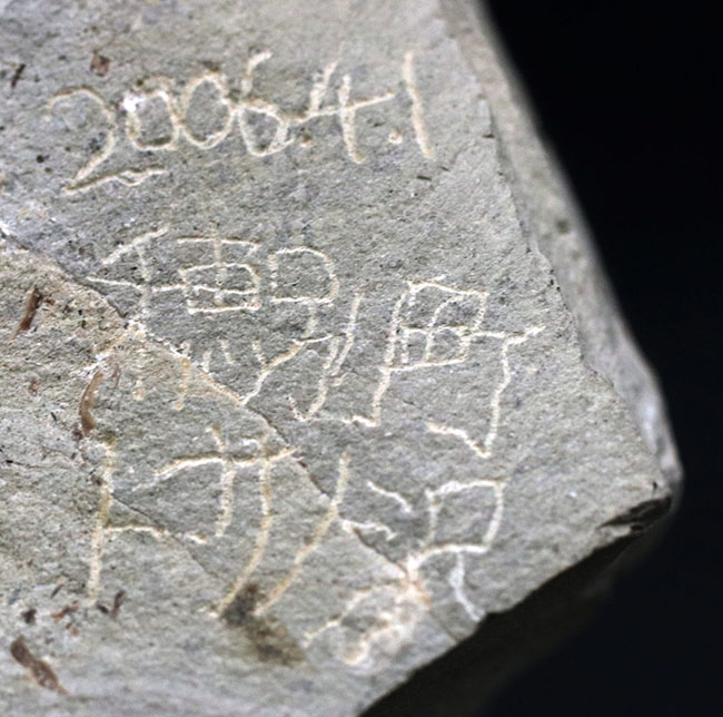 頭足類の最終進化系の一つ、北海道産のテトラゴニテス(Tetragonites glabrus)の化石(その6)
