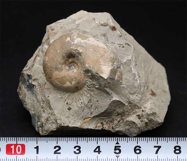 頭足類の最終進化系の一つ、北海道産のテトラゴニテス(Tetragonites glabrus)の化石(その7)