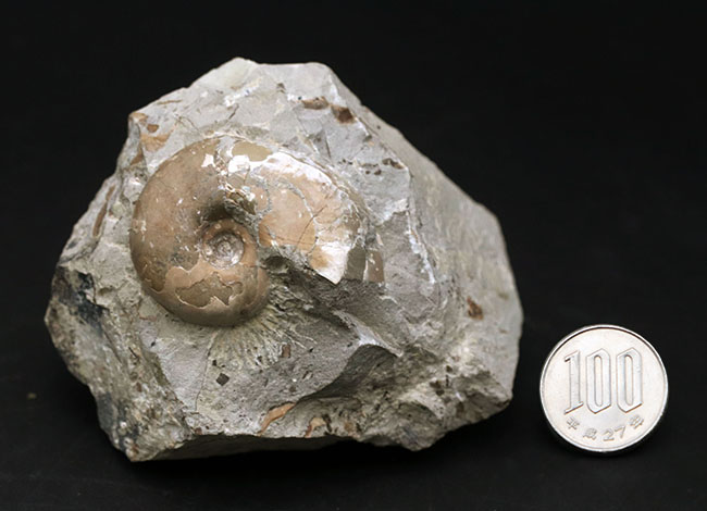 頭足類の最終進化系の一つ、北海道産のテトラゴニテス(Tetragonites glabrus)の化石(その8)